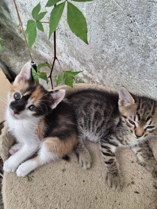 Pui de pisică pentru adopție