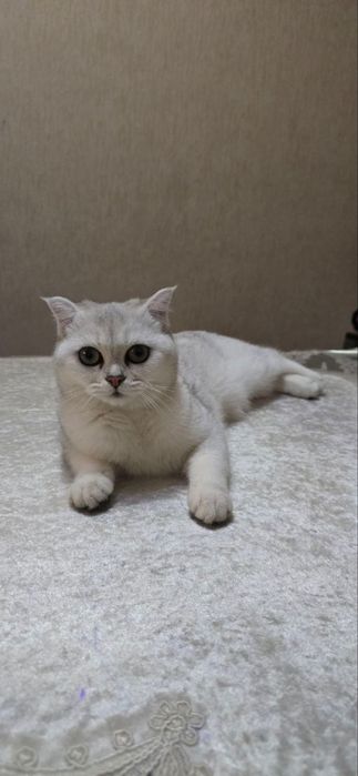 Mushuk, Zoti Fold