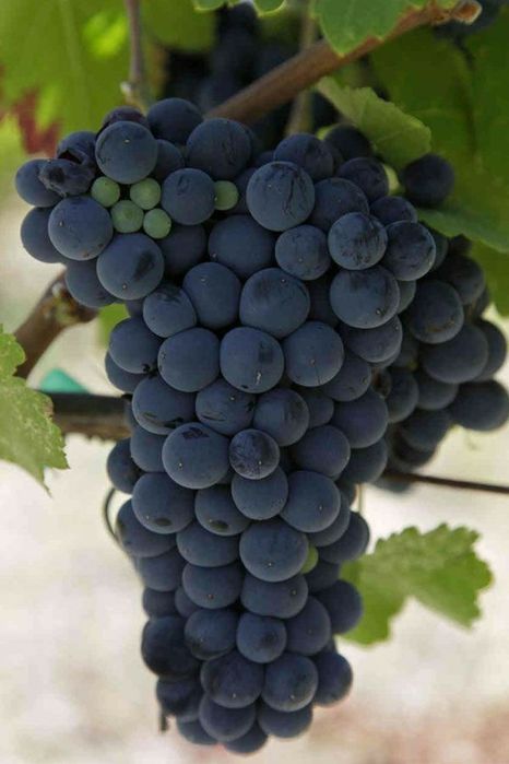 Vita de vie nobila soiuri negre de masa