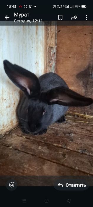 Продам самца черного строкача