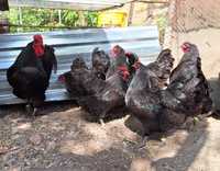 Australorp pe negru de vânzare