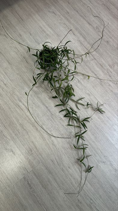 Хойя пауцифлора Hoya pauciflora