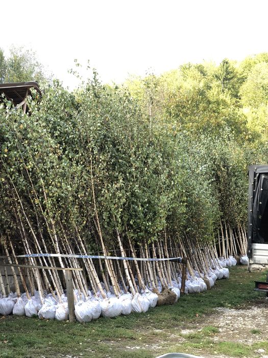 Mesteacan alb oferim transprot