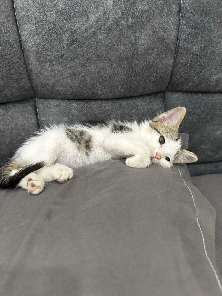 Котик бесплатно девочка