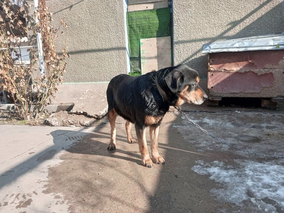 Отдам собаку ротвелер 4.5 года кличка Лора