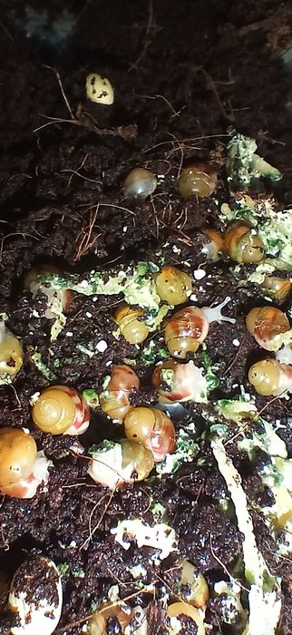 Улитки Ахатины  0,5милиметров