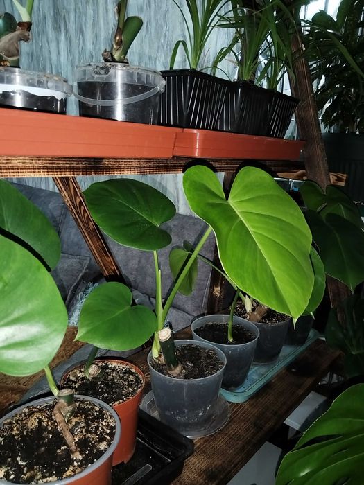 Комнатные растения