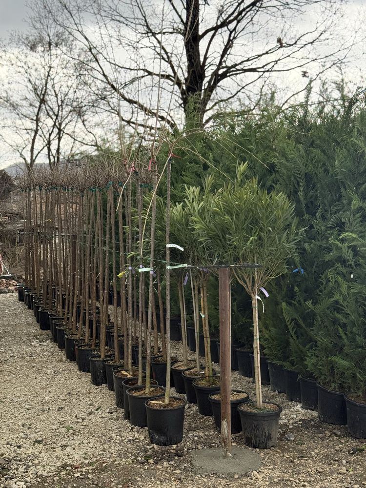 Vând plante ornamentale calitate extra !