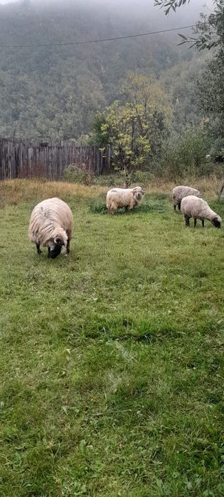 Van oi tinere cap negru de ținut