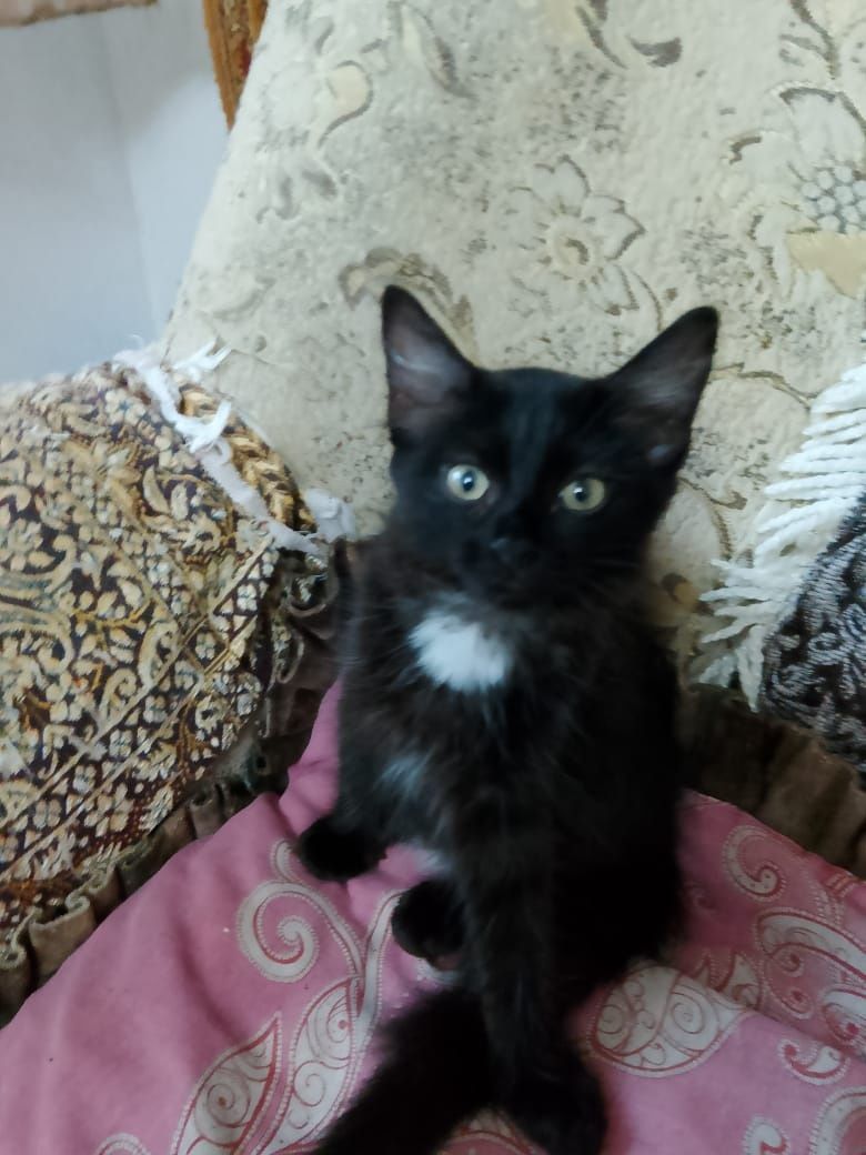 Котята в добрые руки!
