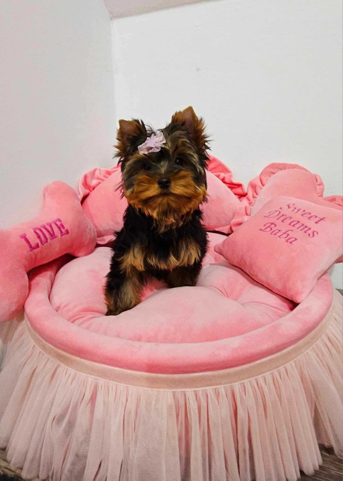 Yorkshire Terrier , Yorkshire Terrier cu Pedigree , York mini