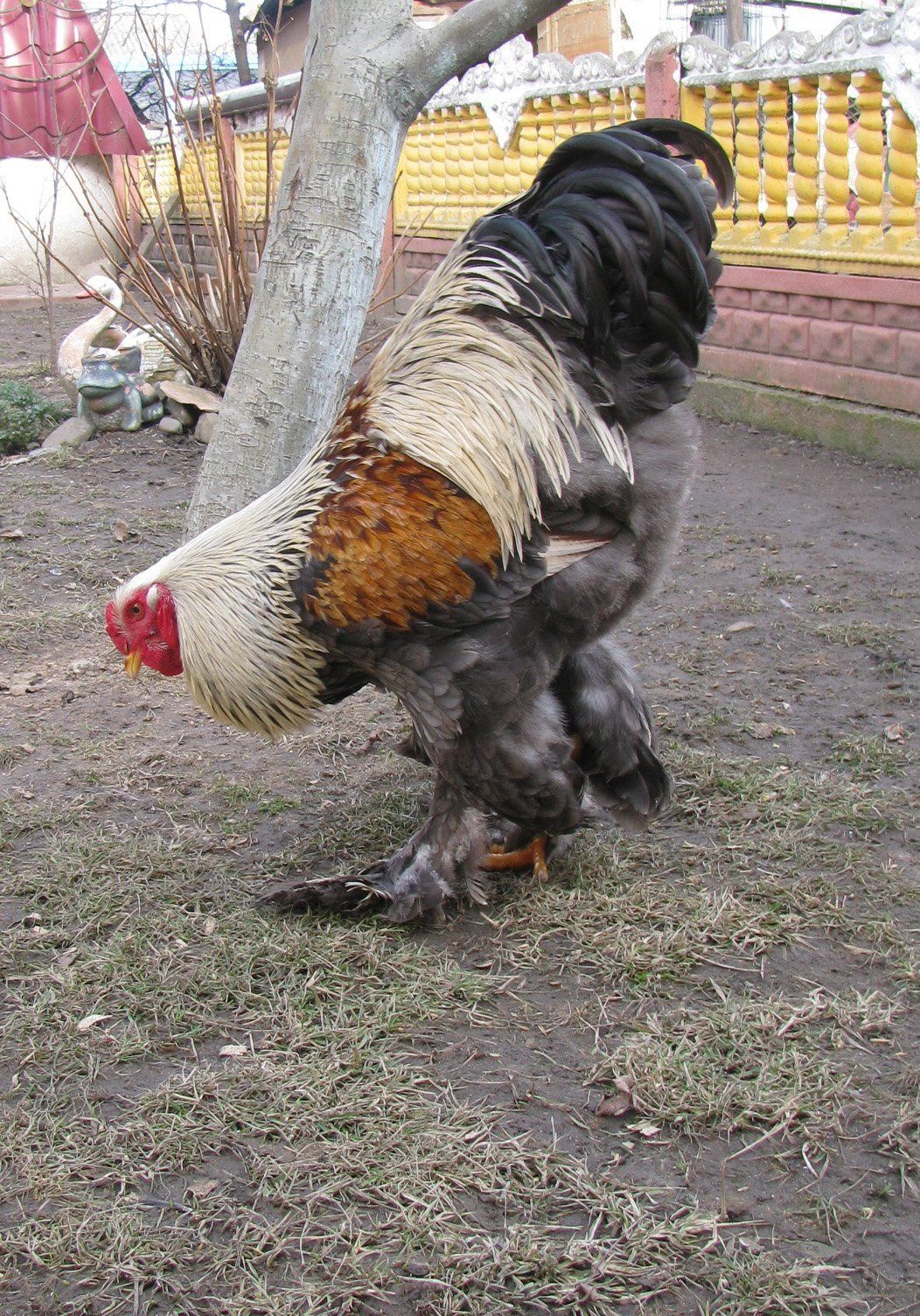 Gigant brahma sotiladi