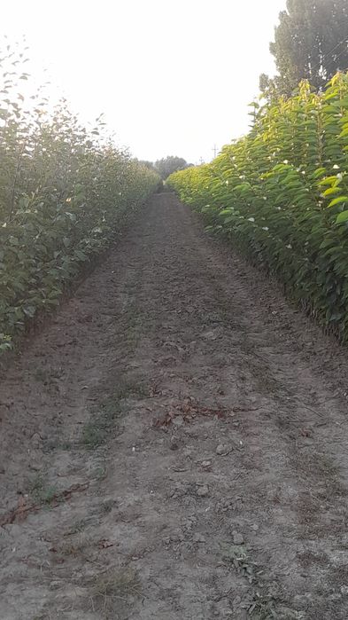 Vând pomi fructiferi categoria 1