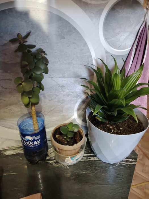 Продам домашние цветы