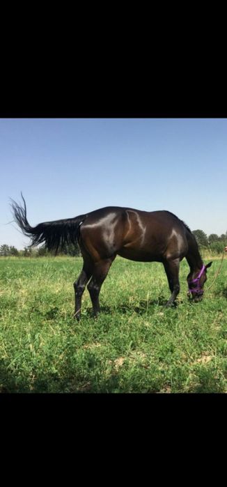 Ot sotiladi Продаётся лошадь