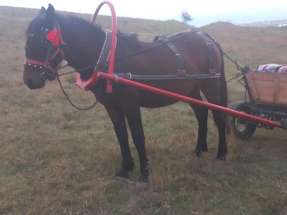 Vand manza pusă de un an și 5 luni pusă prima dată la caruta