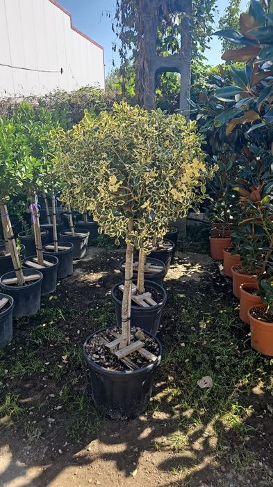Plante ornamentale