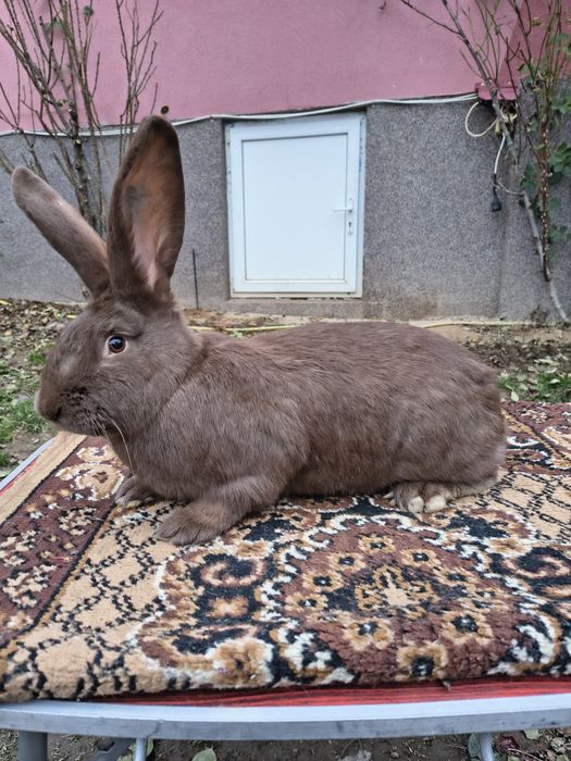 Mascul Pestriț German
