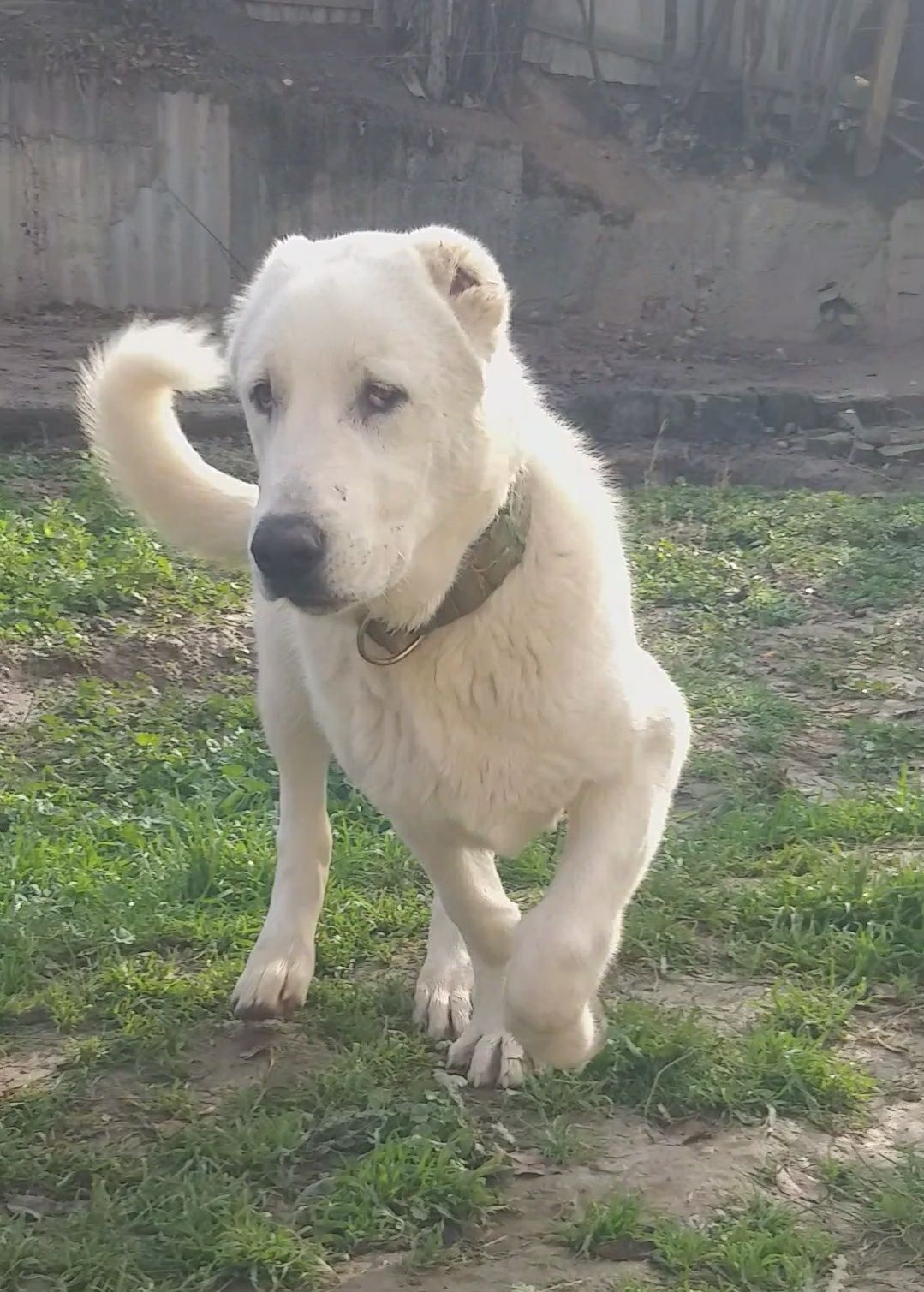 Щенки Алабай, САО