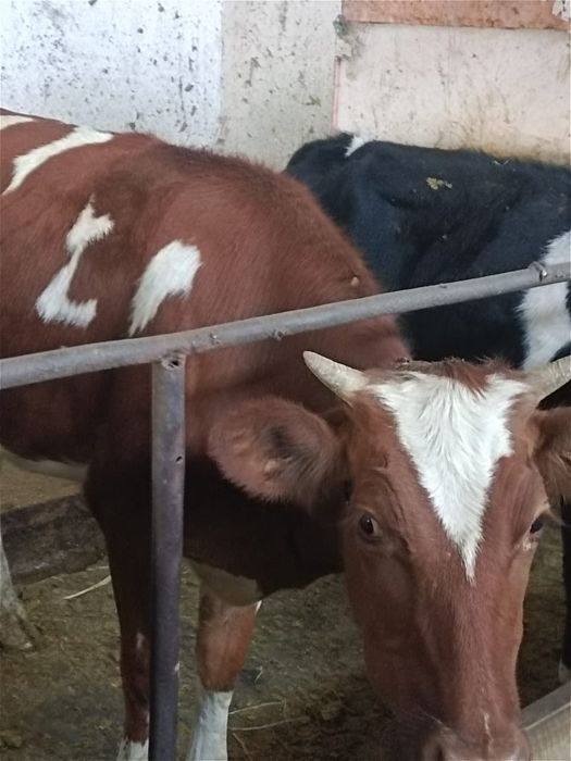 Соғымға құнажын тайыншалар сатылады