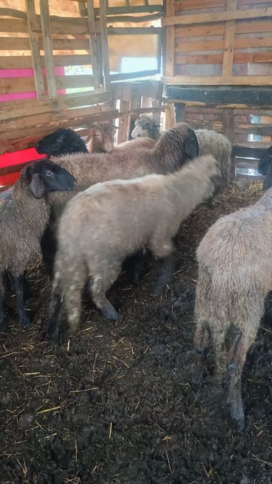 vând 5 miele și un berbec