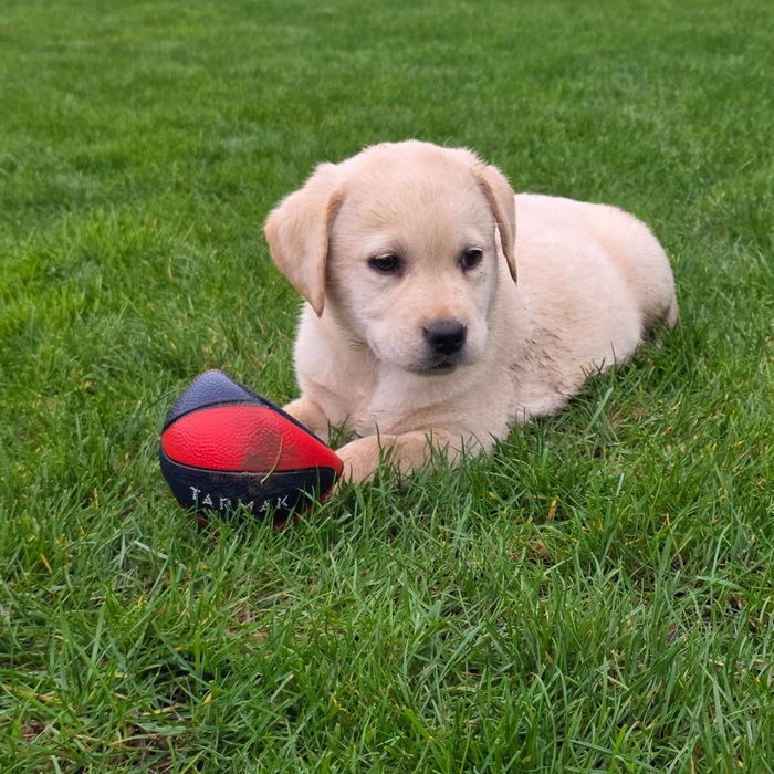 Labrador retriever cu certificat pedigree tip A