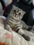 Pisicuță Scottish Fold Tabby (SFS ns 22)