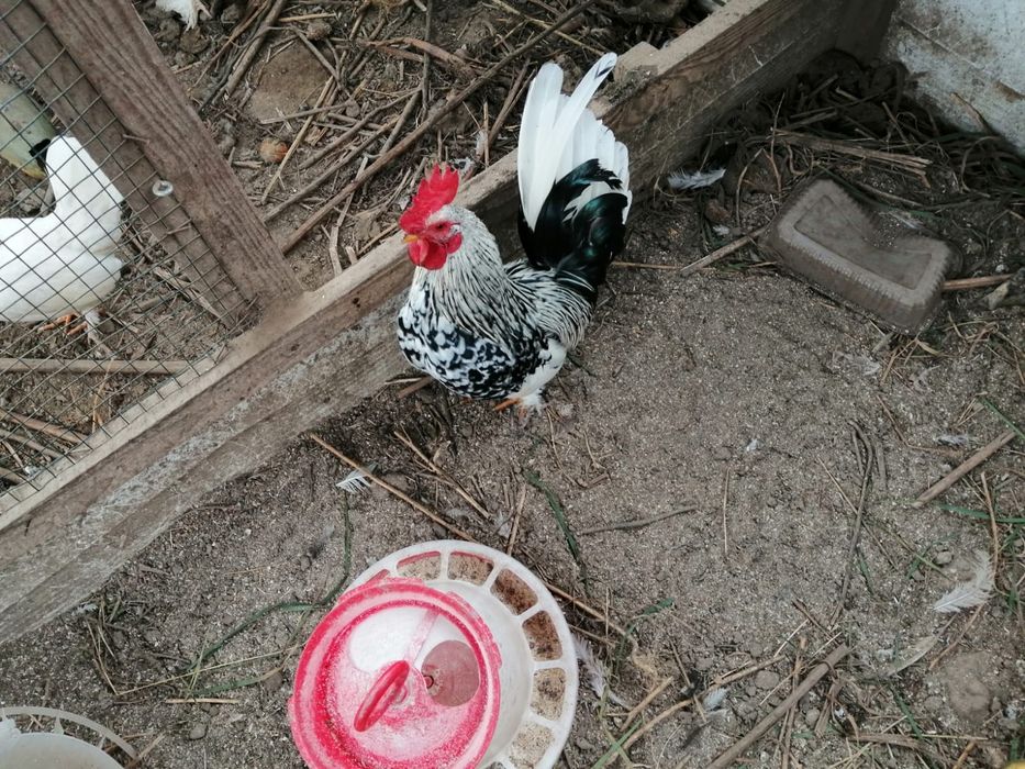 Vând cocoși americani