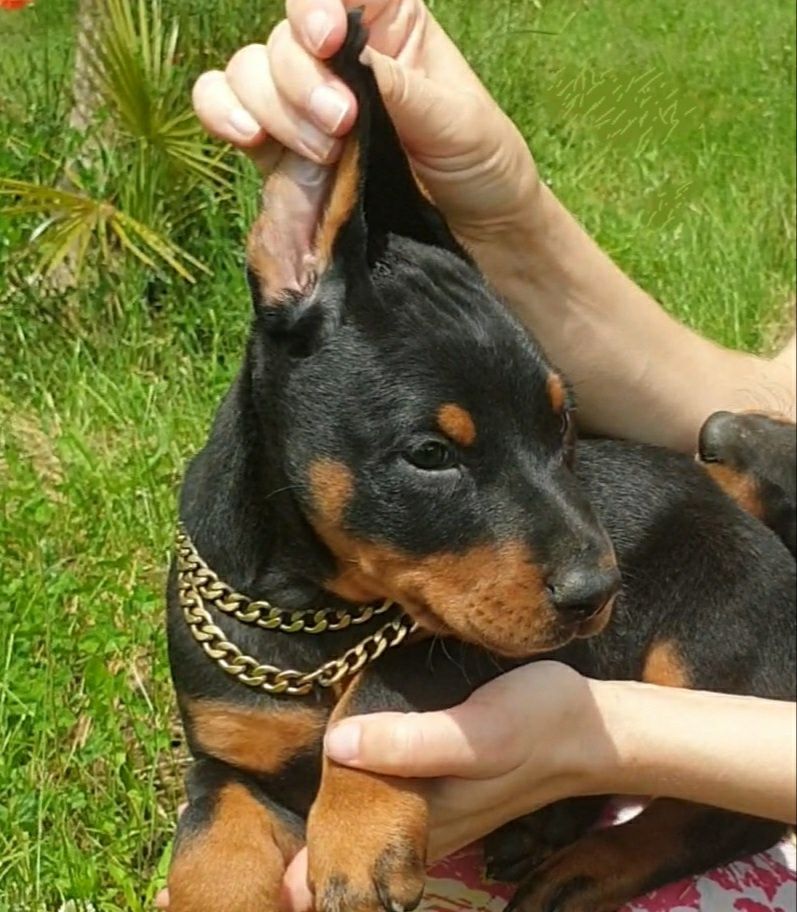 Pui doberman de calitate
