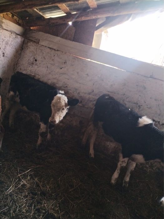 Viței sănătoși preț foarte bun