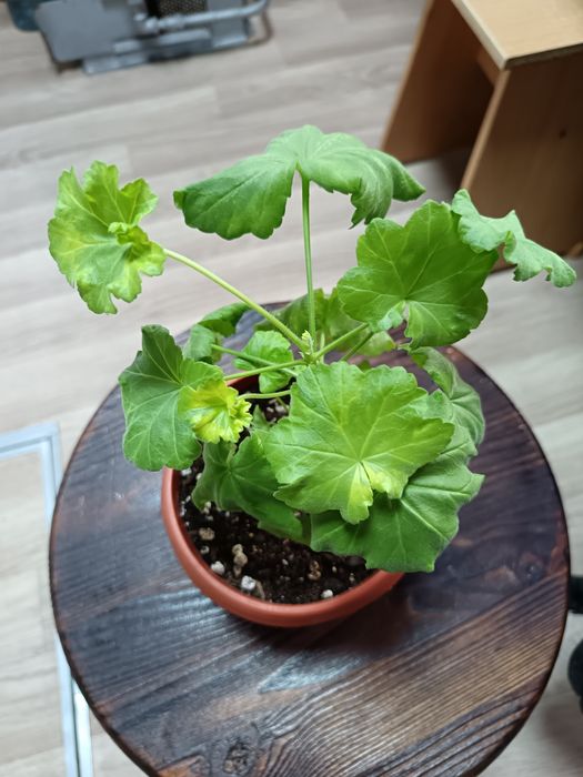 Пеларгония сорта разные