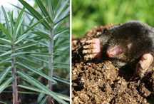 Planta anticartita.  Rasaduri. Semințe.  Plante de diferite dimensiuni