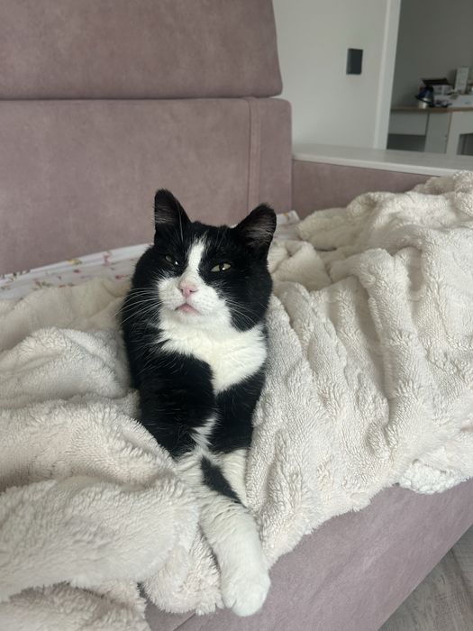 Кот кот котенок кот