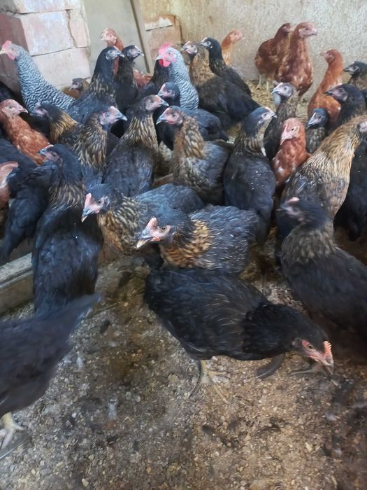 Продавам кокошки носачки