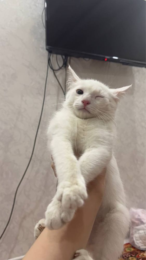 Котёнок 3-месяца
