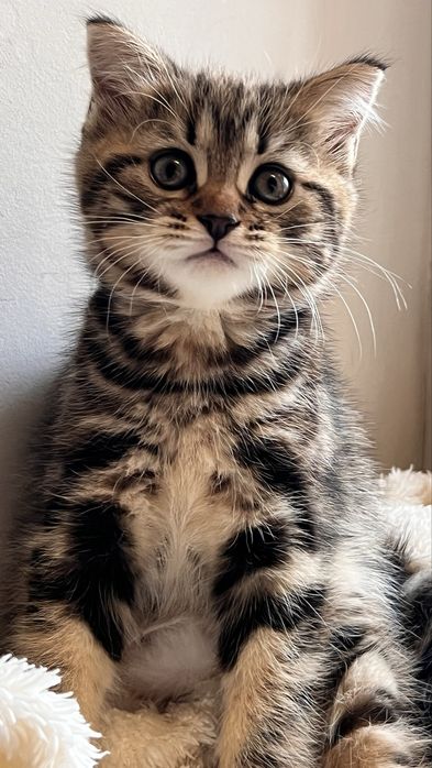 Котята, мальчик и девочка  1,5 мес.