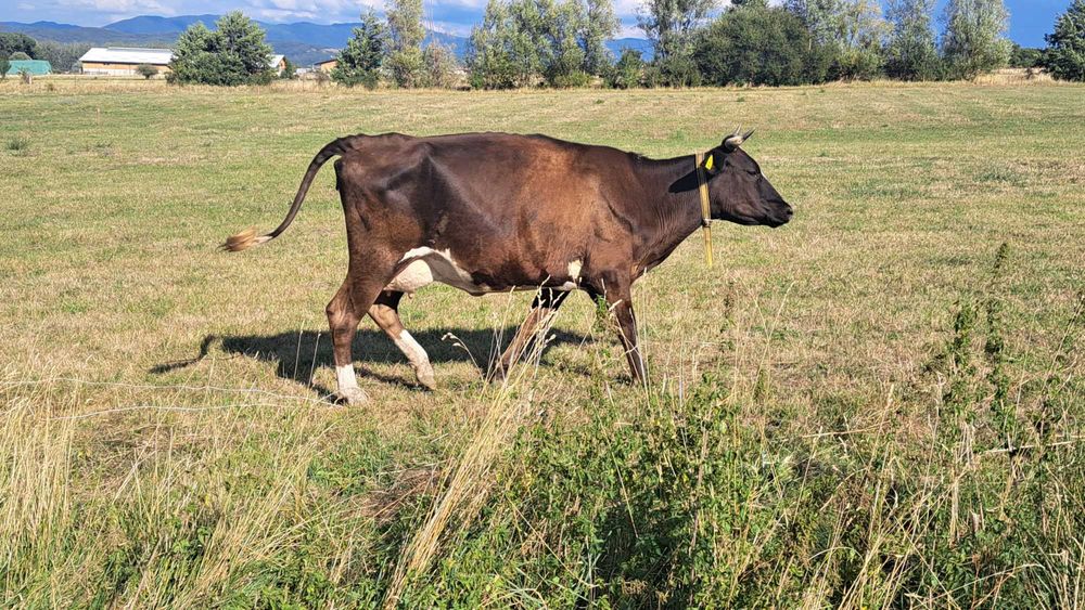 Свободни млечни крави