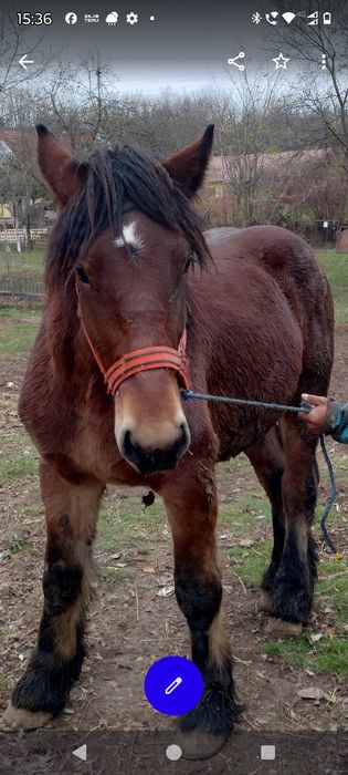 Armăsar un an jumate Ardenez