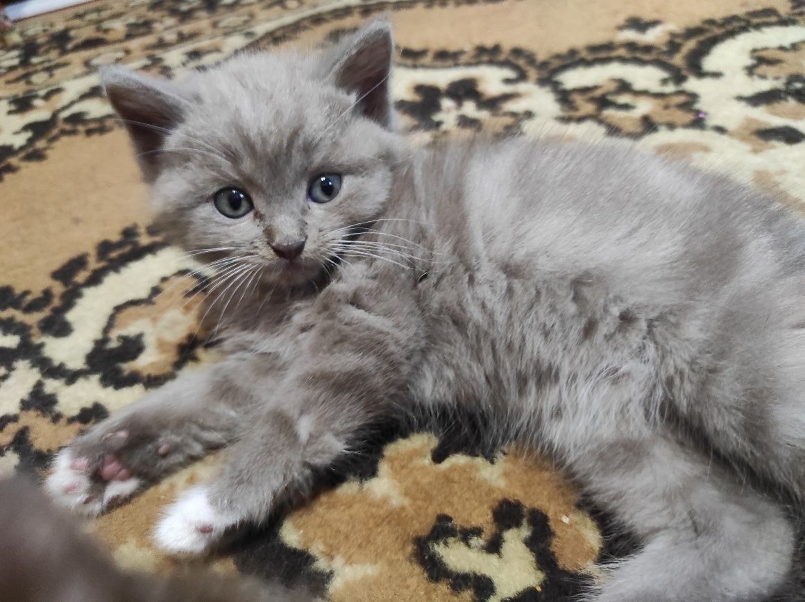 Отдам котят в добрые руки