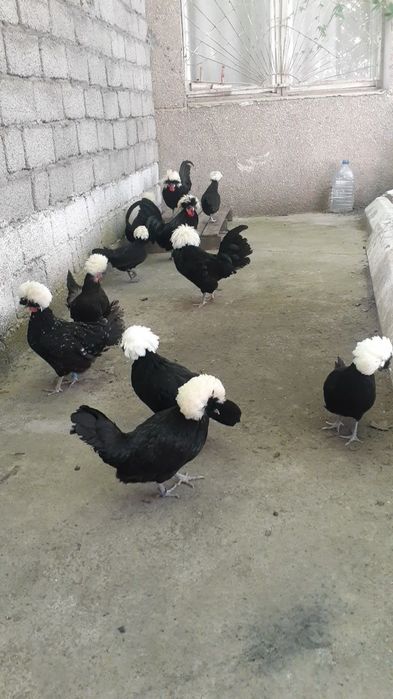 Голланка тухуми и жўжаси сотилади.