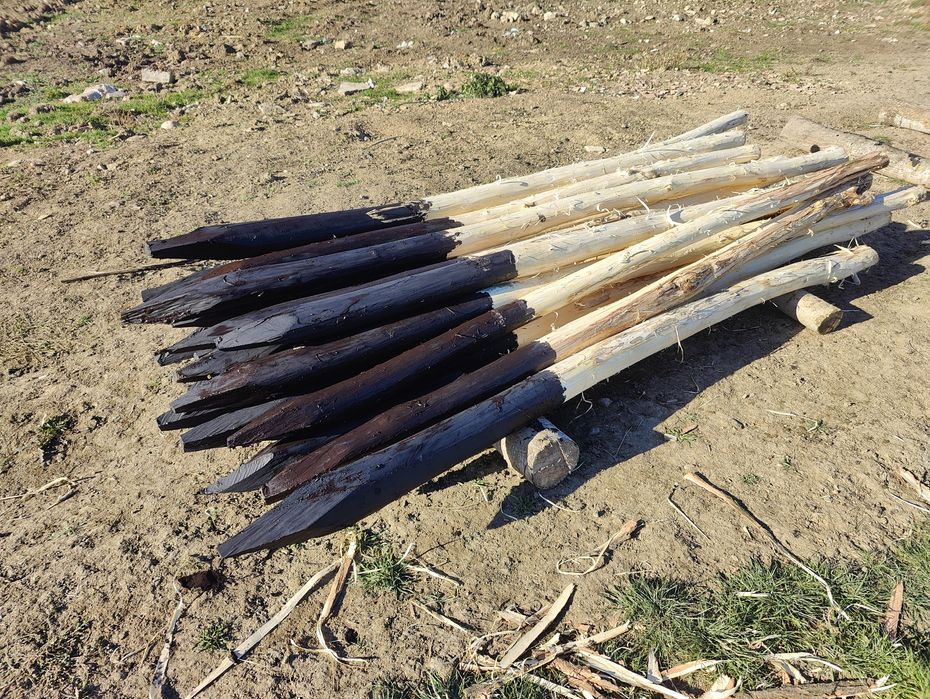 Stâlpi salcâm gard