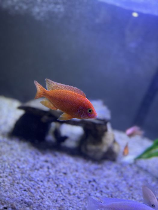 Продаются орхидеи