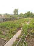 Продаю дачу с участком  7 соток с уражаем