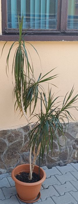 Dracaena marginata