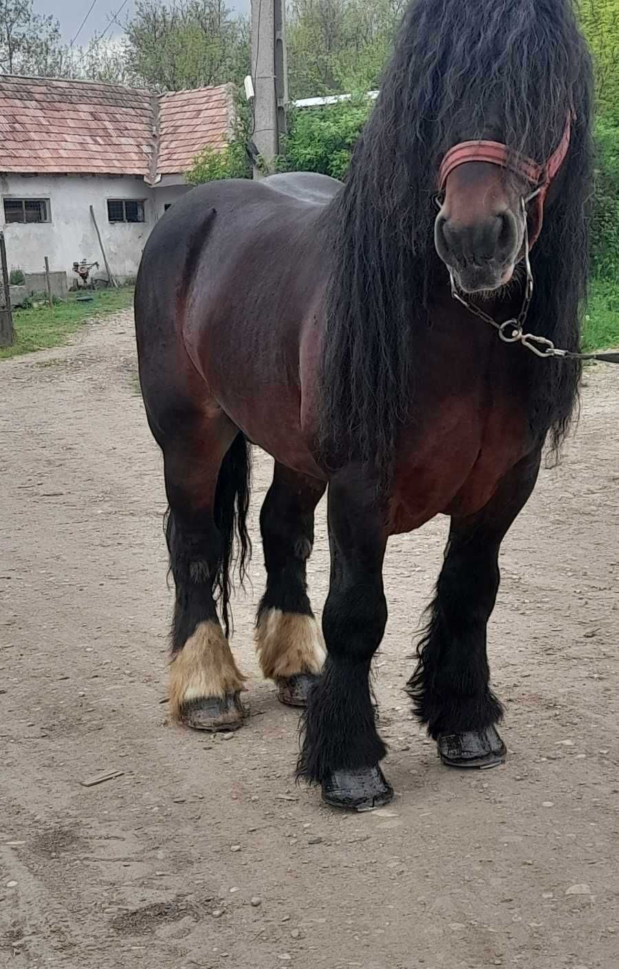 Armăsar ardenez pentru montă din Sălaj