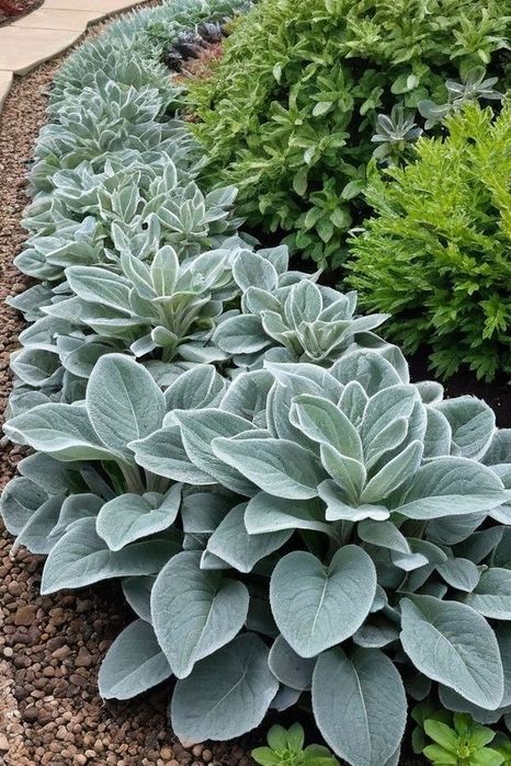 Многолетние цветы для сада