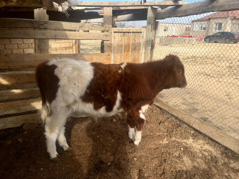 Баспак сатылады