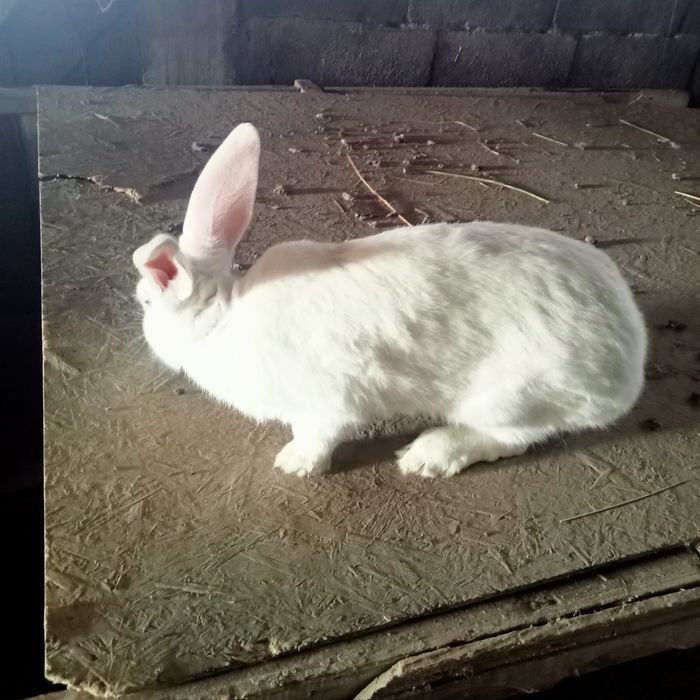 Кролики великаны