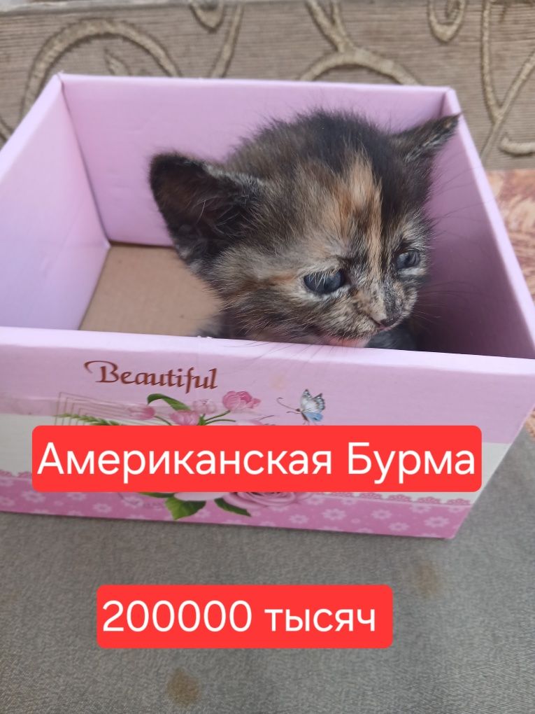 Котятки породистые