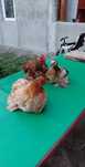 Tineri cochinchina pitic